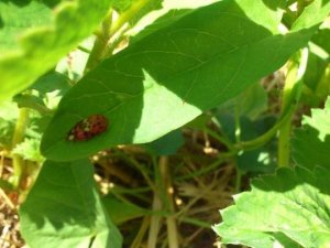 Szex az eperföldön :)