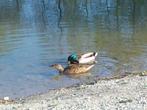 Kacsák a tónál amikor süt a nap