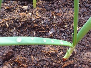 Az természet csodái