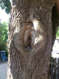 sex,fa ,punci, élet